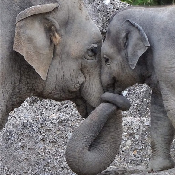 Phoenix 20 Years Old - Picture 2 of 7